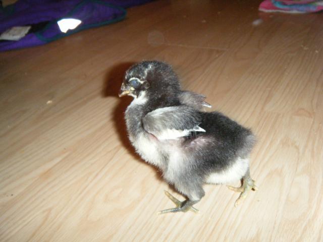 38869_dscf02901.jpg