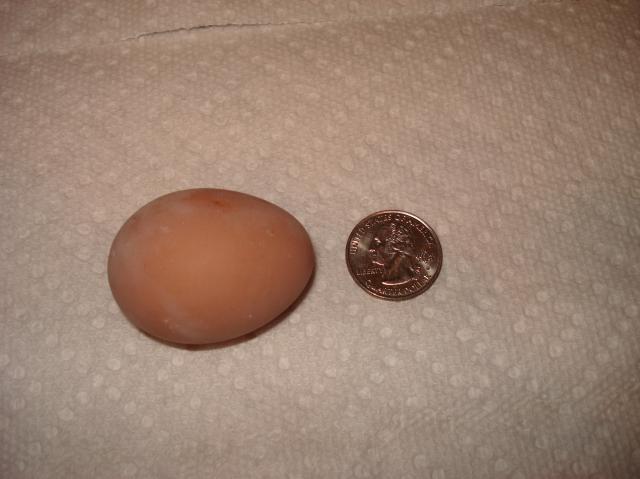 38871_first_egg.jpg