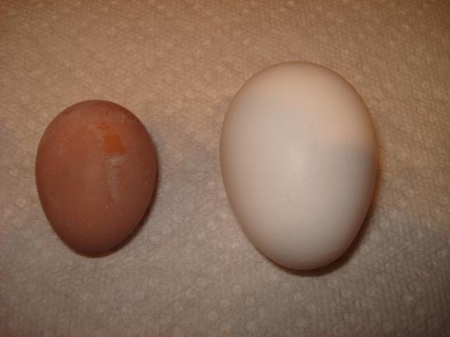 38871_first_egg_pic2.jpg