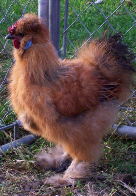 3887_silkie_rooster_4_sale.jpg