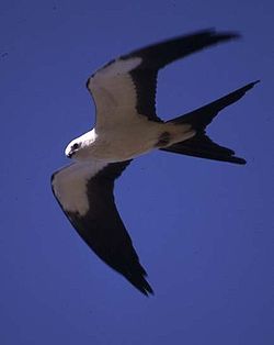 3891_250px-swallowtailedkite.jpg