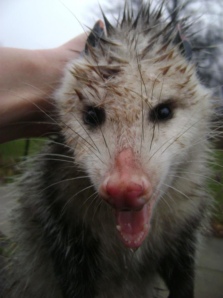 38921_possum2.jpg