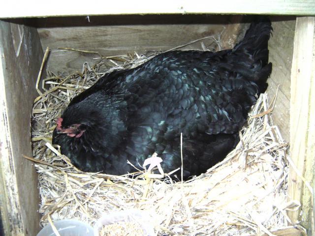 38951_pict0565.jpg