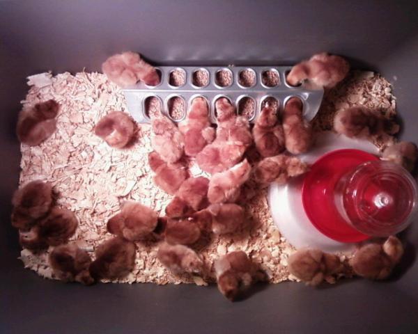 38975_chick_harching.jpg