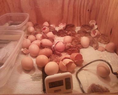 38975_chicken_hatch_8-16-09.jpg