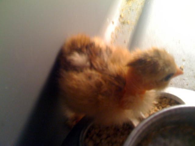 39013_photo3.jpg