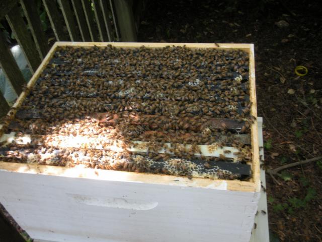 39028_bees_june_10_10_005.jpg