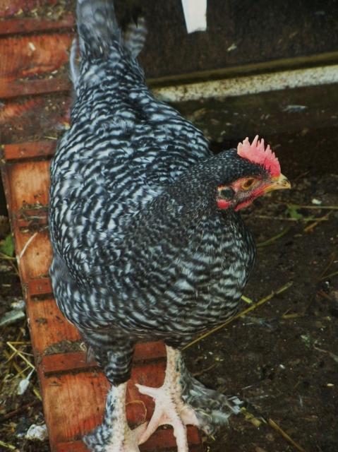 39028_chick_12_27_09_024.jpg