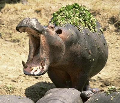 39028_gtotem_hippopotamus.jpg