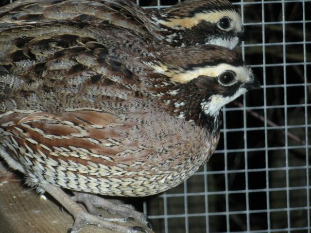 39028_quail_coop_014.jpg