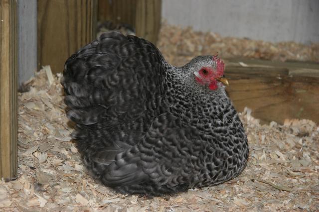 39034_chickens10_101.jpg