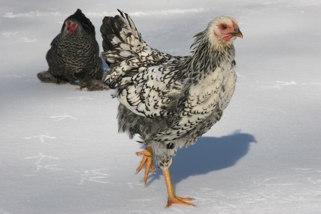39034_chickenssnow_013.jpg