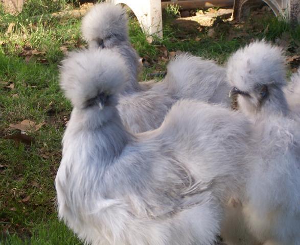 39064_lav_fluff_9.jpg