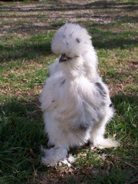 39064_pullet_paint_3.jpg