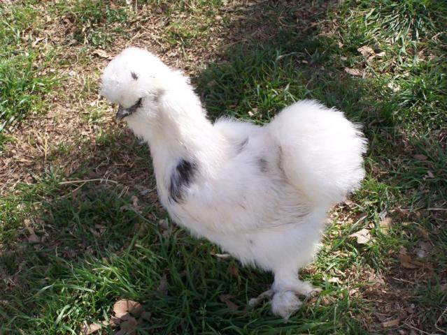 39064_pullet_paint_4.jpg