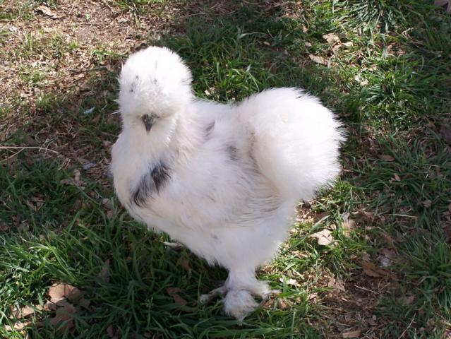 39064_pullet_paint_5.jpg