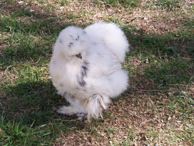 39064_pullet_paint_8.jpg