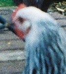 39078_596872-r1-045-21_021.jpg