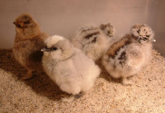 39089_121609silkies48hoursold.jpg