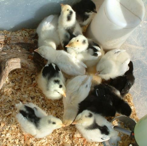 39089_2010marchchicks.jpg