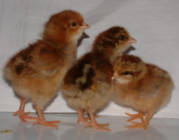 39089_partrpenes3more.jpg