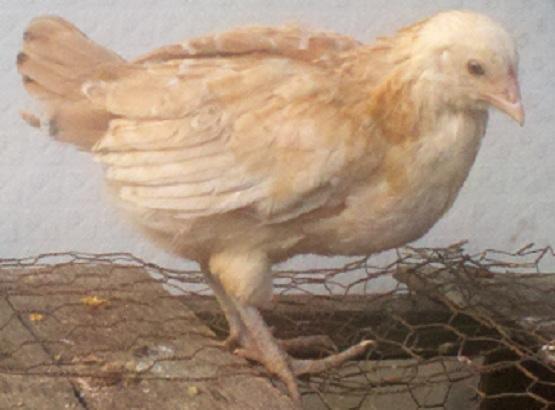39089_wheatenampullet.jpg