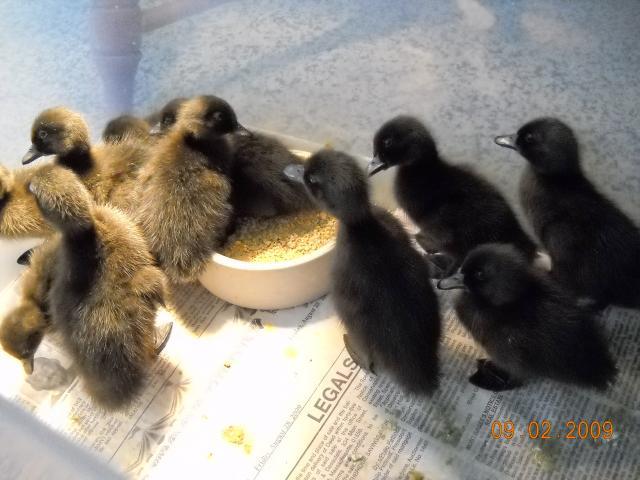 39114_cayuga_ducklings_9-2-09.jpg