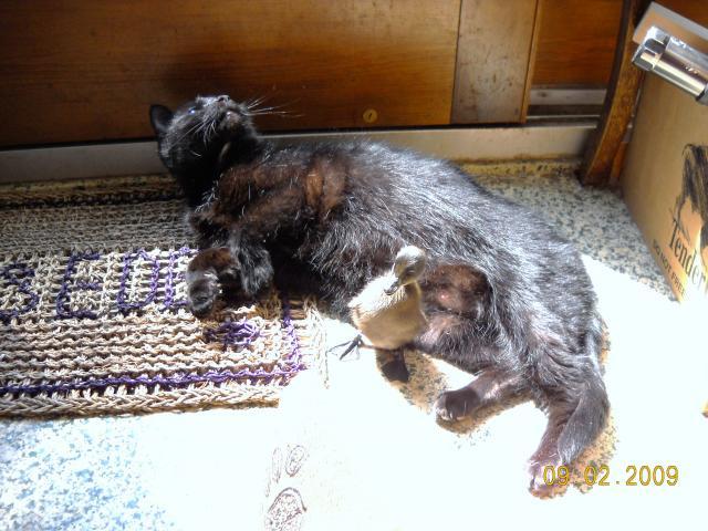 39114_luna_and_duckling.jpg
