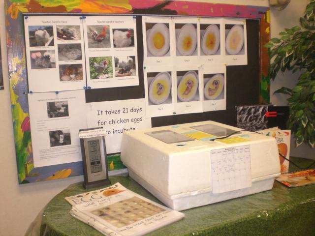 39184_incubation.jpg