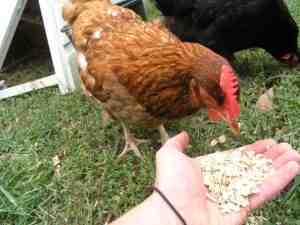 39188_new_chicken2.jpg