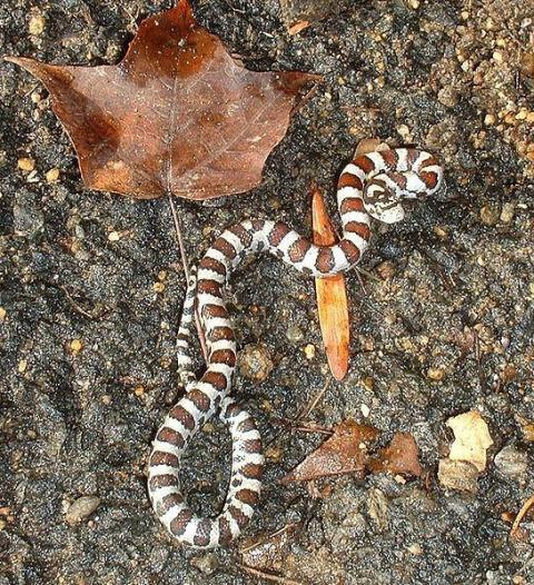 39256_eastern_milksnake.jpg
