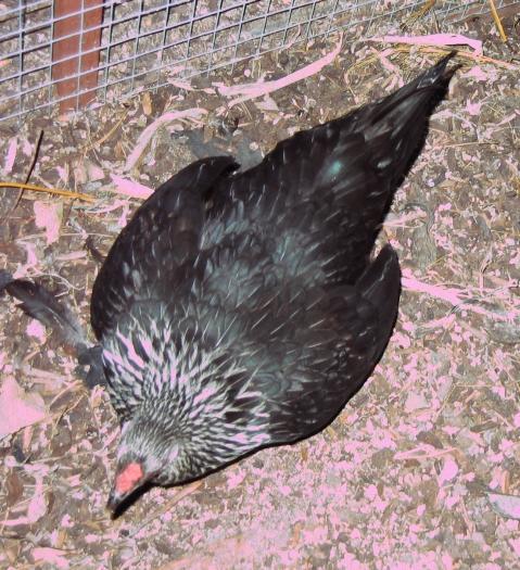 39285_ms_chicken_ii.jpg