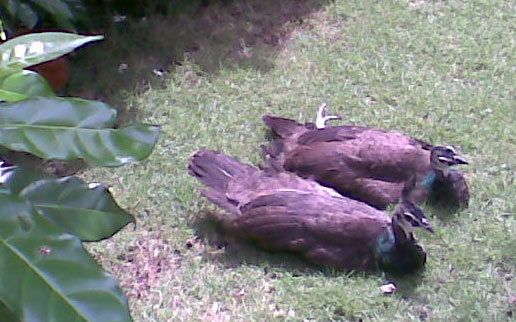 39319_peachicks.jpg