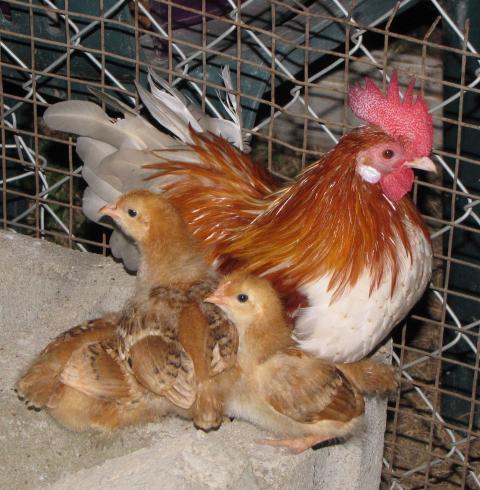 39340_img_0779.jpg