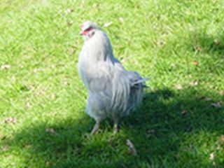 39341_araucana.jpg
