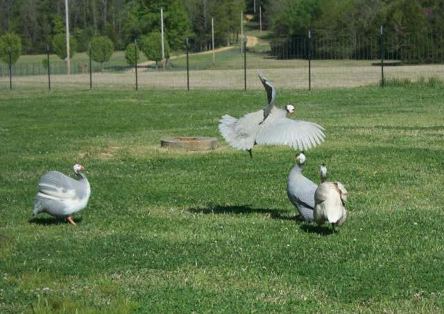 39372_flight.jpg
