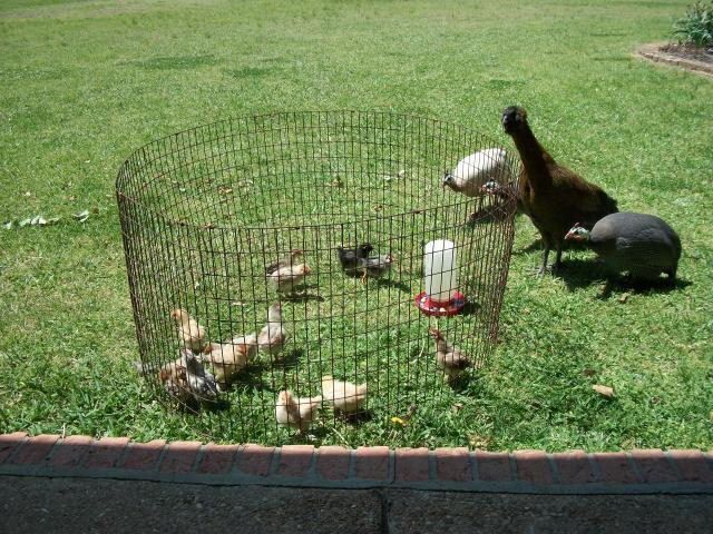 39372_meeting_chicks.jpg