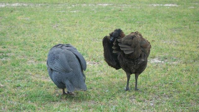 39372_preening.jpg