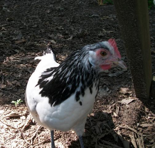 39372_velda.jpg