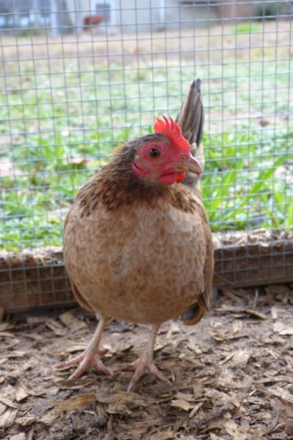 39384_dec282011_cats_barn_chickens_050.jpg