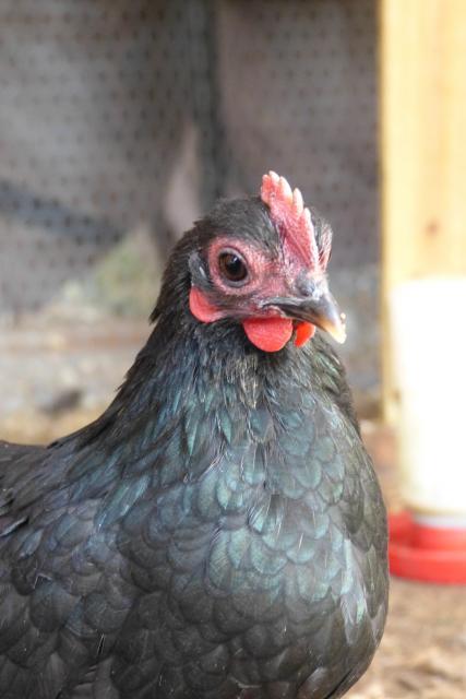 39384_dec302011_horses_and_chickens_049.jpg
