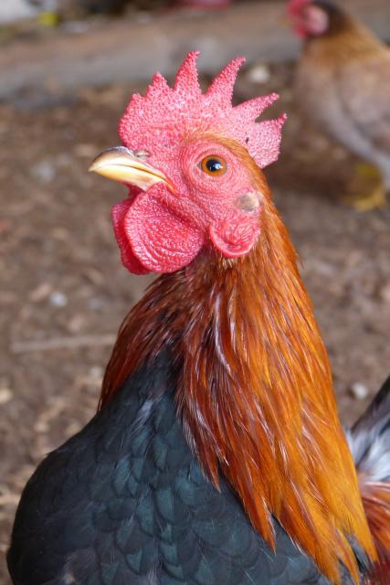 39384_dec302011_horses_and_chickens_057.jpg