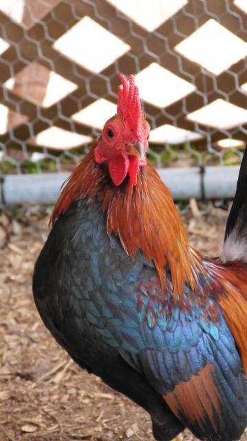 39384_dec31chickens_040.jpg