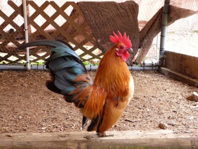 39384_december_2526_2011_horses_and_chickens_097.jpg