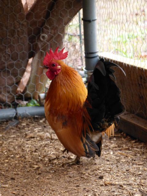 39384_december_2526_2011_horses_and_chickens_107.jpg
