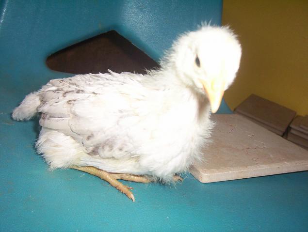 39397_chicks_022.jpg