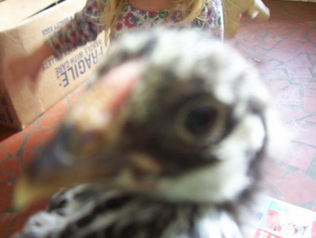 39397_chicks_073.jpg