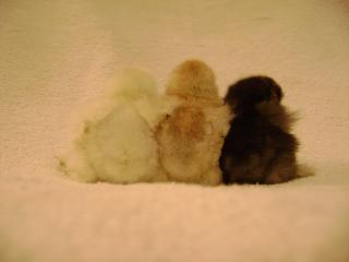 39398_backs_of_chicks.jpg