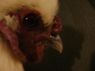 39398_sneezing_rooster.jpg