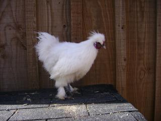 39398_sparky.jpg